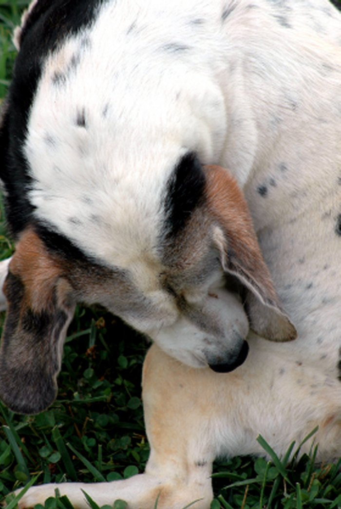 puppy parasites foods that protect dogs from parasites puppy parasites foods that protect dogs from parasites